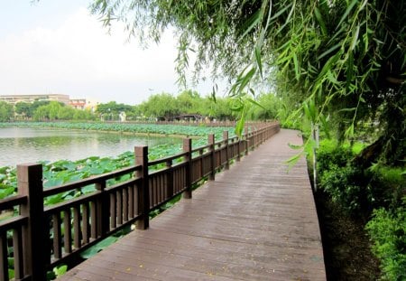 Lotus lake wooden plank road - wood railing, lotus, lake, wooden plank road