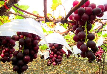 Shear grapes tour