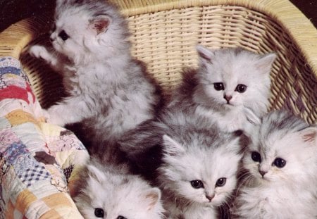 Five kittens - quintuplets, fluffy, basket, blanklet, cute, kitten