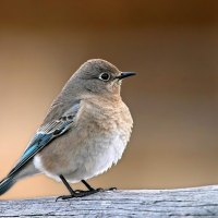 Female Bluebird