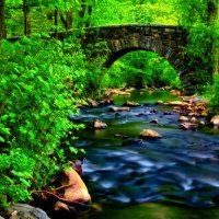 Forest bridge