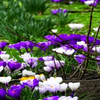 Spring Flowers in Purple and White