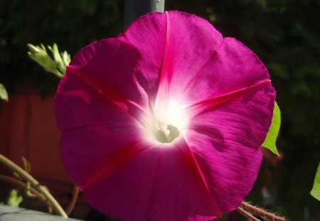 Inner lightâ™¥ - purple, flowers, shiny, forever, inner, light, violet, nature, sunshine