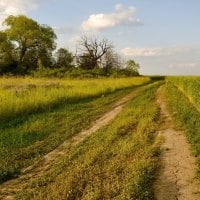 Field Summer Road