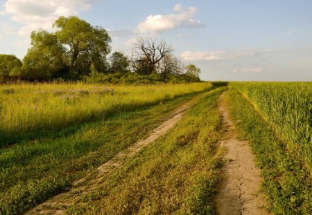 Field Summer Road - field, summer, nature, road