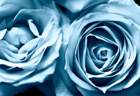 Blue Roses - flowers, roses, blue rose, nature, blue, beautiful