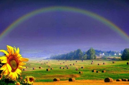 Summer rainbow in the time of harvest - sunflowers, yellow, summer, fields, vacation, harvest, rainbow, green, sky, bales