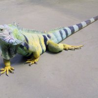 Great Lizard