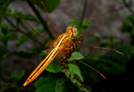 LIBELULA - inseto, fauna, animal, natureza