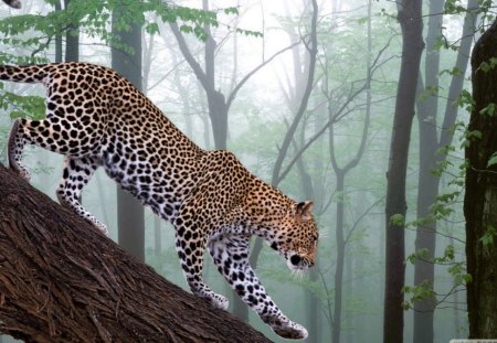 leopard_in_jungle