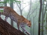 leopard_in_jungle