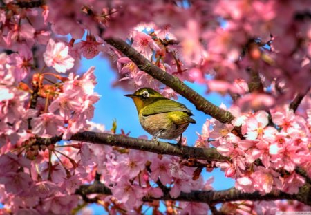 japanese_white_eye_hiding_in_sakura - nice, animal, tree, cute, bird