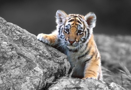 cute tiger cub - cute, nice, animal, cat