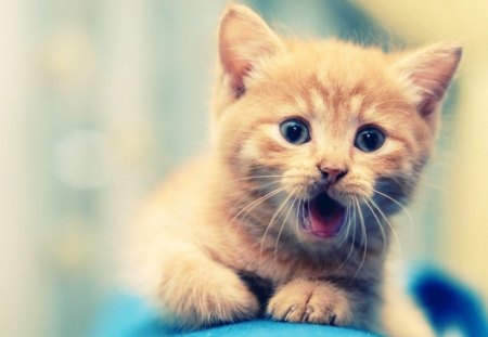 kitten - animal, cute, cat, kitten