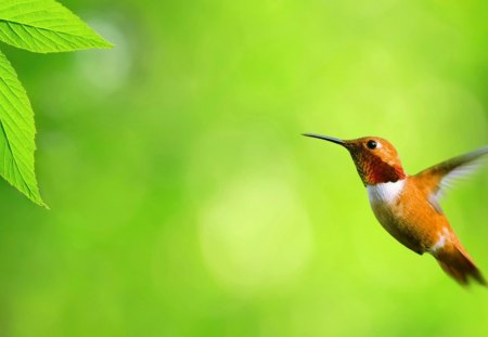 hummingbird - bird, cute, nice, animal