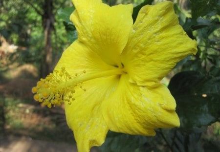 HIBISCUS AMARELO - flor, flora, natureza, amarelo