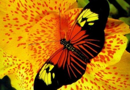 Butterfly - butterfly, black, flower, yellow