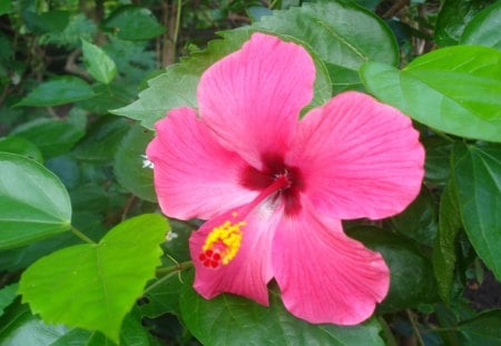 HIBISCUS PINK - flor, flora, natureza, pink