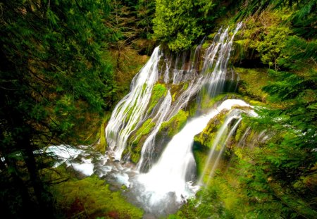 FOREST WATERFALLS - trees, water, waterfall, panther creek falls, washington, united states, forest, panther creek, usa