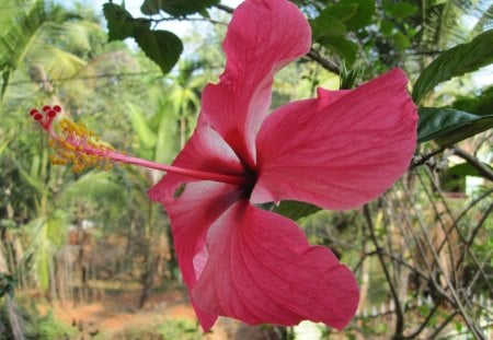 HIBISCUS PINK - flor, flora, natureza, pink