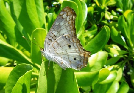 BORBOLETA - fauna, animal, natureza, inseto, flora