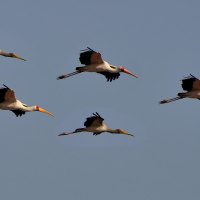 Crane Migration