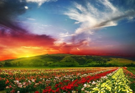 Sunset - plantation, flowers, colorful, sunset