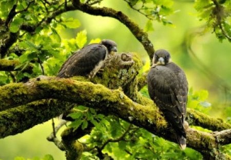 Falcons - nature, falcon, tree, bird