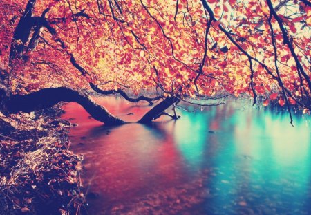 Fiver - nature, tree, autumn, river