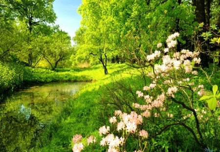 Beauty of green - field, forest, nature, tree