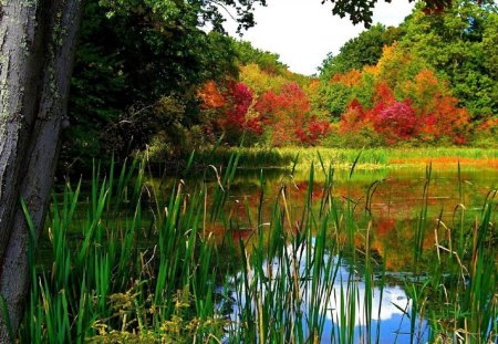 Lake - nature, lake, autumn, trees