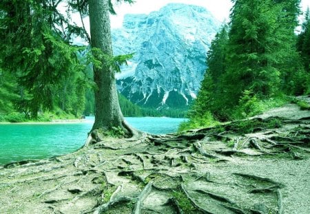 Lago di Braies - lake, tree, harmony, nature