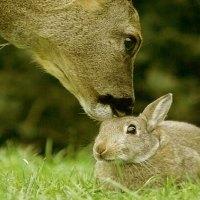 Bunny and deer