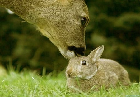 Bunny and deer - animal, kiss, bunny, deer