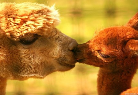 Just cute animals - cute, kiss, animal, lamb