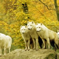 White wolves