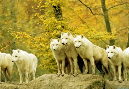 White wolves - animal, forest, wolf, wild