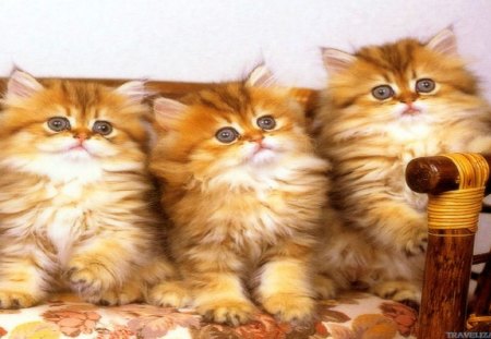 Cute kittens - cute, animal, kitten, cat