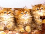 Cute kittens