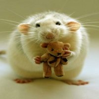 Mouse with teddy bear