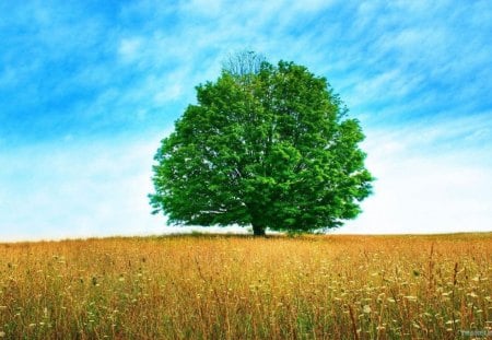 Russian meadow - field, tree, nature, peace