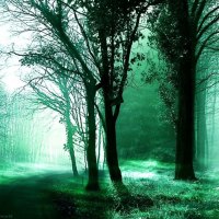 Green foggy forest