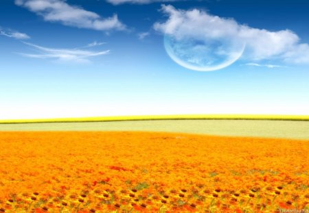 Magical orange flowers - flower, field, moon, orange, nature