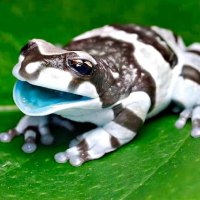 Milk Frog 