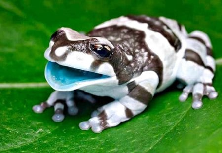 Milk Frog 