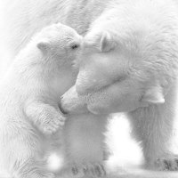 Polar Bears