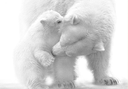 Polar Bears - mother, nature, bears, cub