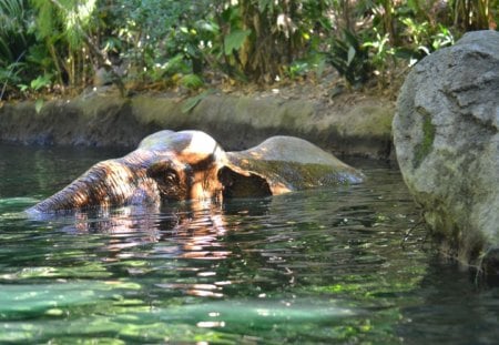 Elephant - disneyland, elephant, wildlife, photography