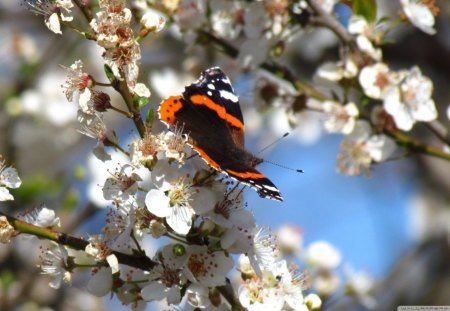 butterfly - nice, butterfly, lovely