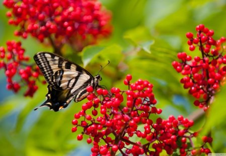 sunbathing - nice, butterfly, pretty, animal, lovely